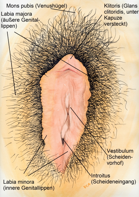 Sinnbild Vulvapflege