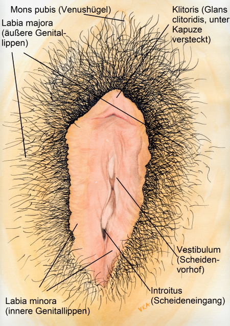 Ratschläge von Sexualmedizinerin und Gynäkologin Dr.in Andrea Kottmel bei der Pflege des weiblichen Genitals Sinnbild Vulvapflege